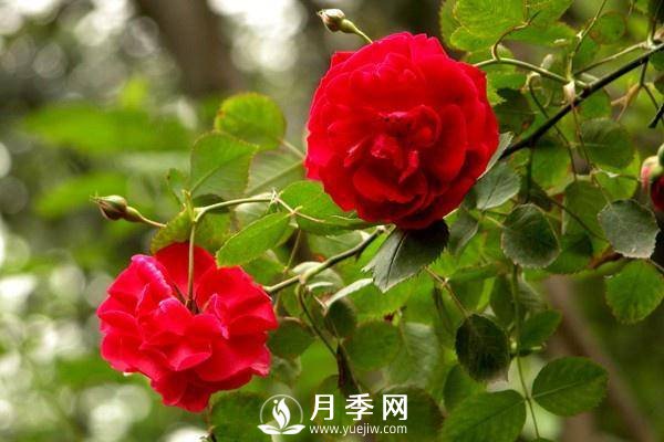 養(yǎng)月季盆栽，就用“5招”技巧，養(yǎng)護(hù)大半年，花開艷麗！(圖2)