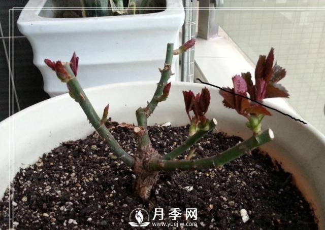 養(yǎng)月季盆栽，就用“5招”技巧，養(yǎng)護(hù)大半年，花開艷麗！(圖1)
