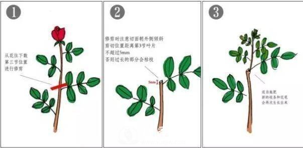 養(yǎng)月季盆栽，就用“5招”技巧，養(yǎng)護(hù)大半年，花開艷麗！(圖3)