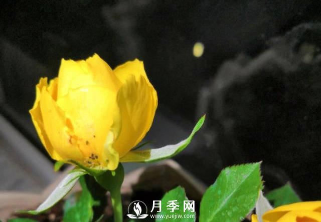 月季花期能不能施肥？用什么肥月季長的好看開花又多？(圖1)