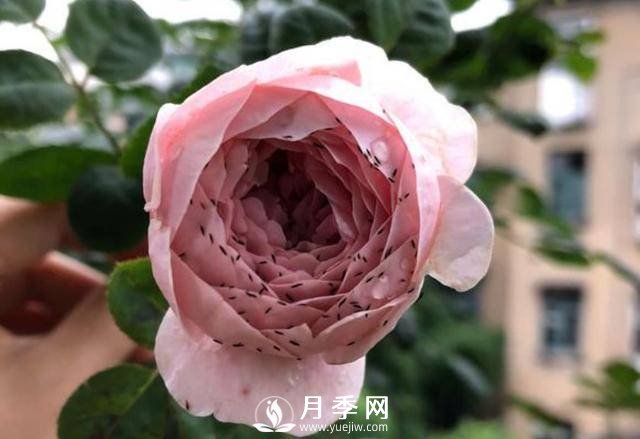 月季花期能不能施肥？用什么肥月季長的好看開花又多？(圖2)