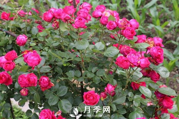 炎熱夏季，如何月季養(yǎng)護(hù)你知道嗎(圖3)