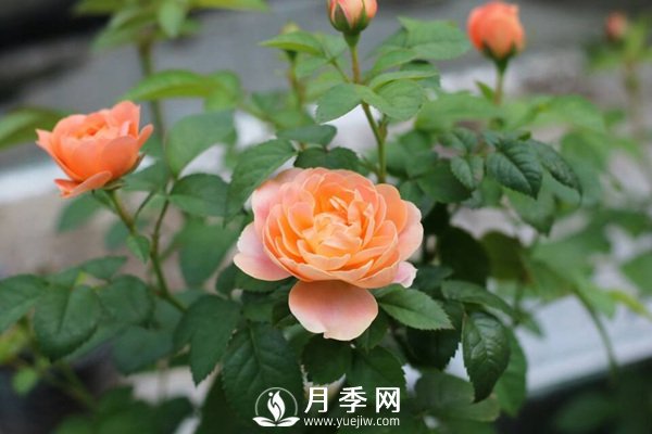 炎熱夏季，如何月季養(yǎng)護(hù)你知道嗎(圖2)