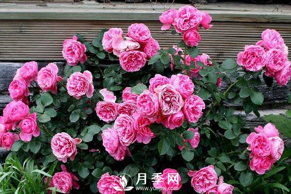 炎熱夏季，如何月季養(yǎng)護(hù)你知道嗎(圖1)