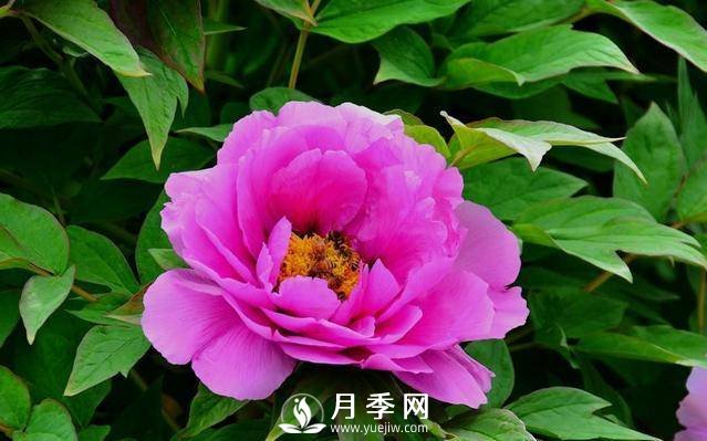 澆水學(xué)問大，牡丹花”也能開不停(圖2)