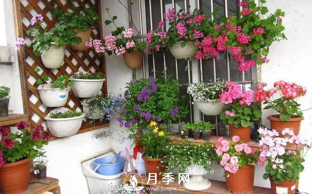 澆水學(xué)問大，牡丹花”也能開不停(圖1)