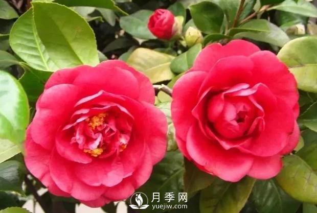 美麗鄉(xiāng)村建設(shè)，種什么花卉苗木比較好？已選月季(圖7)