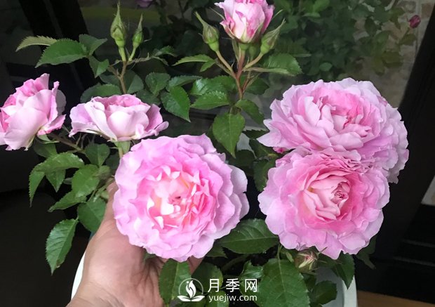 海神王陽臺月季，專為盆栽觀賞而生，四季有花開(圖3)