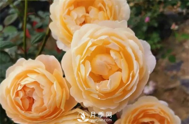 歌笛月季，一個(gè)被世界月季委員會(huì)**選擇的月季品種(圖3)