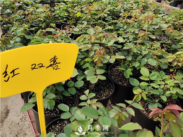 開春了，月季栽種起來吧(圖1)