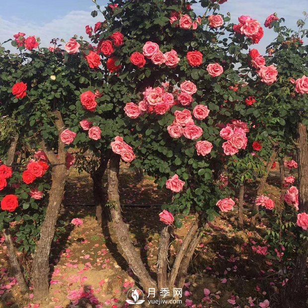 南陽(yáng)月季之鄉(xiāng)，全國(guó)月季中心，批發(fā)品種齊全(圖2)
