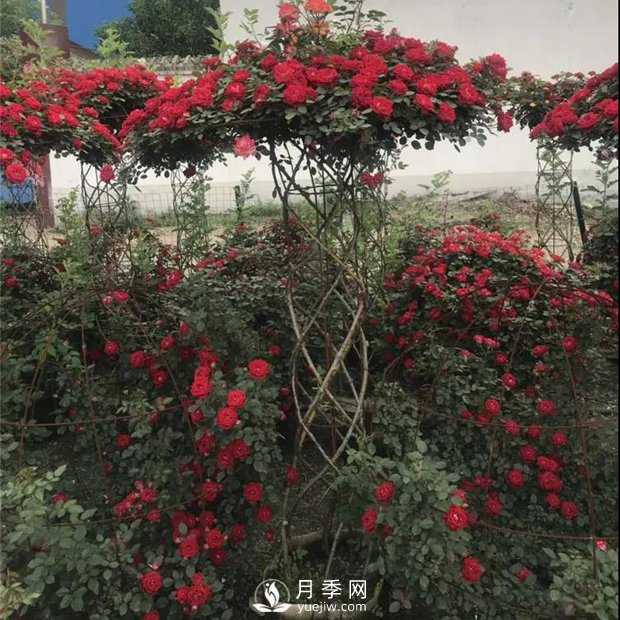 同樣的月季，不一樣的玩法，南陽造型月季系列(圖1)