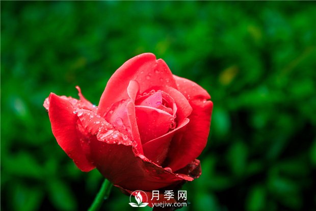 月季生長對環(huán)境的要求，很簡單(圖1)
