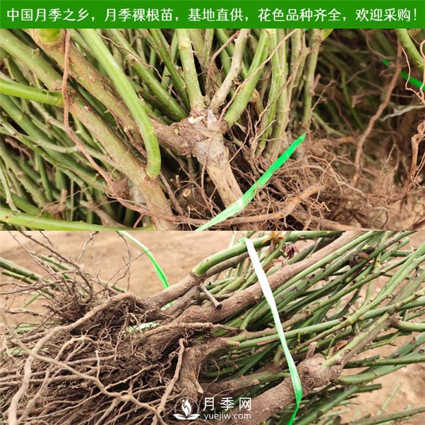 月季裸根苗收到后怎么種？(圖1)
