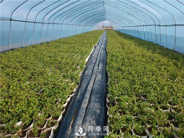 盆栽月季該怎么翻盆換土？病蟲害該怎么防治？(圖1)