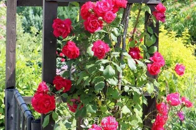 養(yǎng)月季花要會(huì)修剪，花朵彩繪越來越多(圖1)
