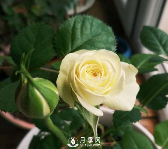 春季，送您3個養(yǎng)月季小竅門，讓月季枝粗葉壯(圖2)