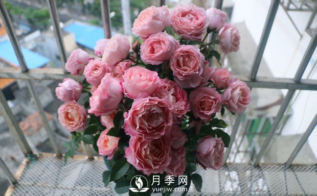海神王陽臺月季，專為盆栽觀賞而生，四季有花開(圖2)