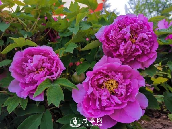 能否把牡丹確定為國花？全國人大代表連續(xù)4年提建議(圖2)