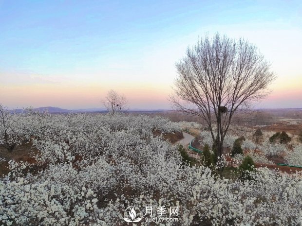 南陽(yáng)美景:聞香賞花 莫負(fù)春光(圖1) 南陽(yáng)美景:聞香賞花 莫負(fù)春光(圖1)
