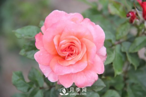 天津泰達集團4個耐鹽堿月季新品種獲國家林草局授權(quán)(圖3)