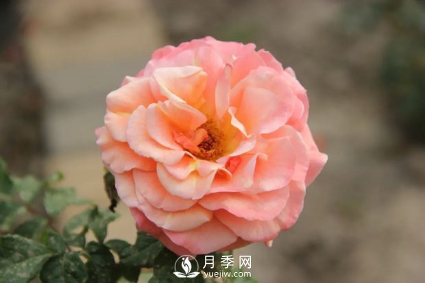 泰達秋月月季的優(yōu)缺點是什么？(圖1)