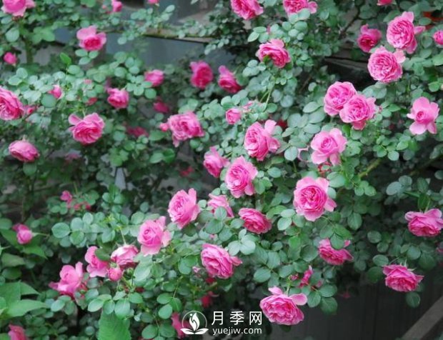 爬藤月季，一顆就能把院子打造成一花海(圖1)