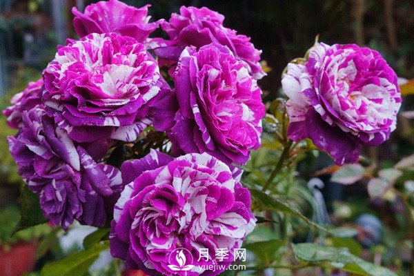 芬芳寶石和躲躲藏藏月季如何養(yǎng)？(圖1)