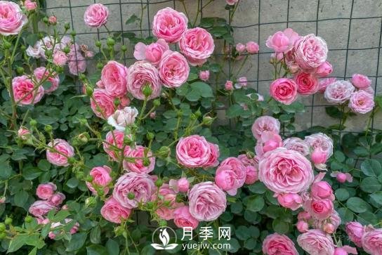 四川南充月季花海迎來(lái)1000㎡粉色沙灘，4月3日浪漫迎客(圖4)