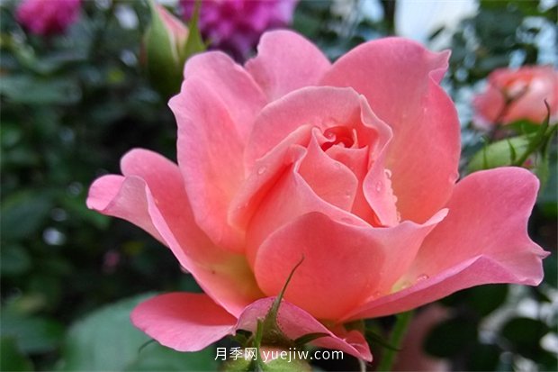 陽(yáng)臺(tái)養(yǎng)棵香香公主月季，芳香王滿室飄香四季賞花(圖1)