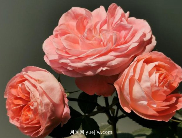 諾娃月季，推薦給陽(yáng)臺(tái)黨們的微月品種(圖2)