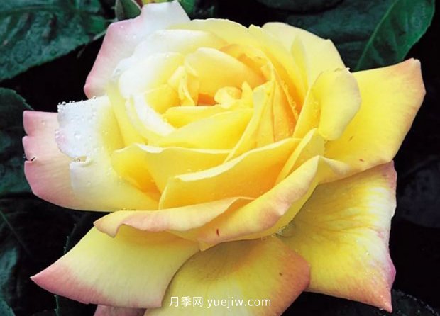 新手必備9個(gè)大花月季經(jīng)典品種，不可錯(cuò)過(guò)的美人(圖2)