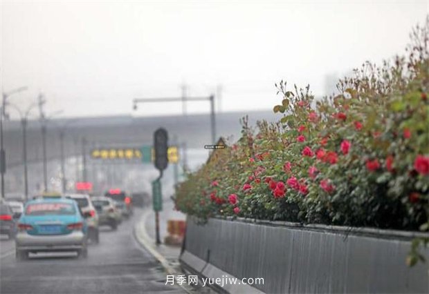 杭州高架月季進(jìn)入開放期，花開引領(lǐng)杭州月季美景(圖1)
