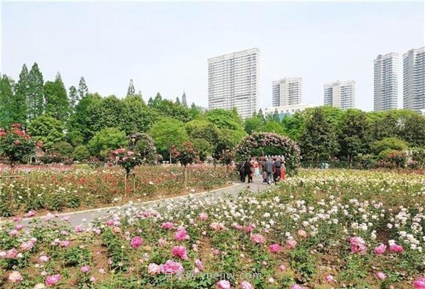 武漢市第十三屆月季展，青山和平公園等你來打卡(圖1)