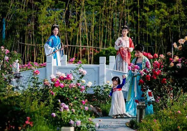 第十二屆南陽月季花會4月29日開幕，活動豐富多彩(圖3)