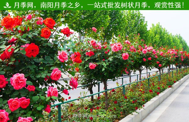 1-10公分月季樹價(jià)格是多少？樹狀月季5月報(bào)價(jià)單！(圖2)