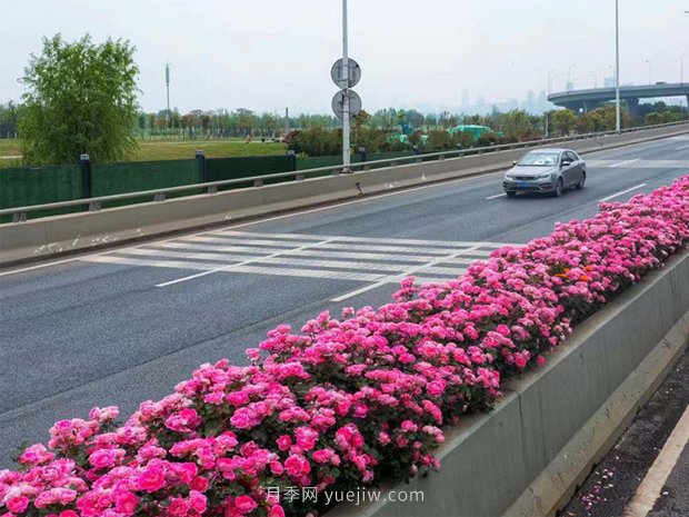 南陽(yáng)月季美化武漢花城，百條道路月季開(kāi)到爆街(圖3)