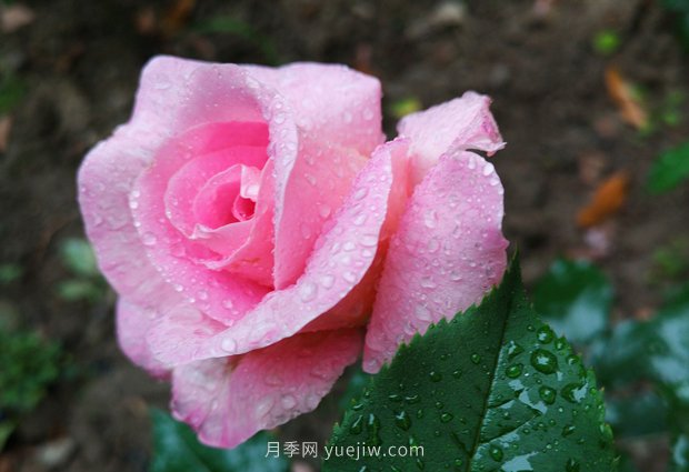 香水月季在春季修剪有哪些技術(shù)要求？(圖1)