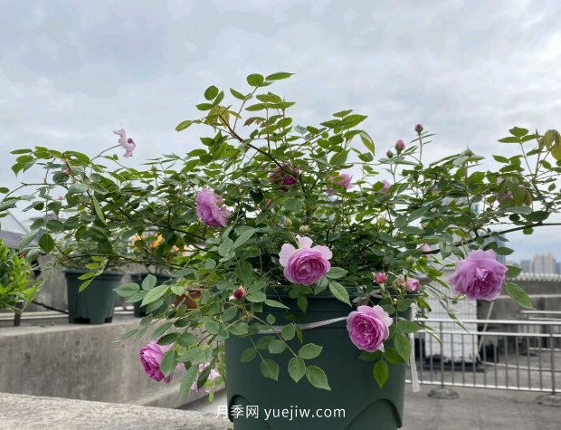 地栽的月季花，通風(fēng)好光照好，為什么還有白粉病害？(圖2)