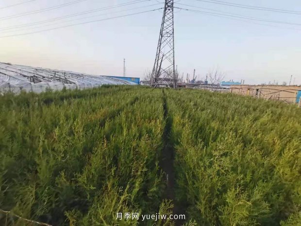 2021年全國苗木嚴重過剩的品種有哪些？(圖1)