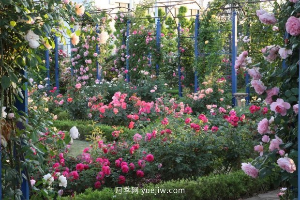 藤本月季憑一己之力撐起了整個(gè)花園的顏值，簡直太美了(圖9)