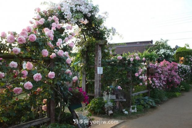 藤本月季憑一己之力撐起了整個(gè)花園的顏值，簡直太美了(圖5)