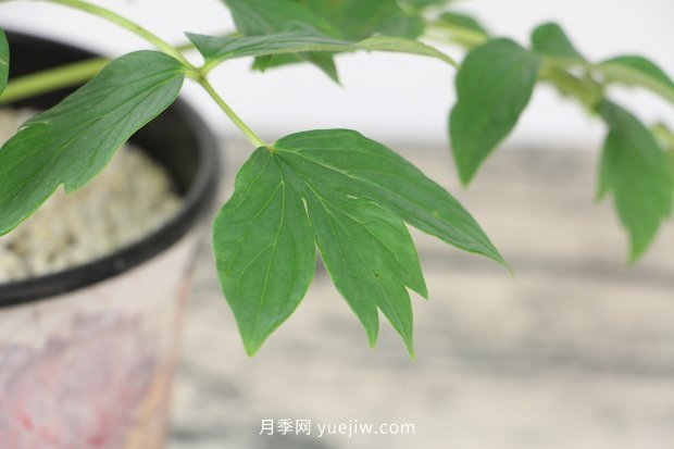 洛陽牡丹花什么時(shí)候開花(圖3)