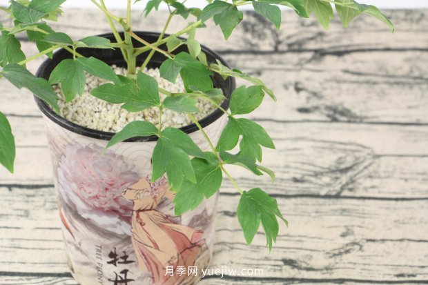 洛陽牡丹花什么時(shí)候開花(圖2)