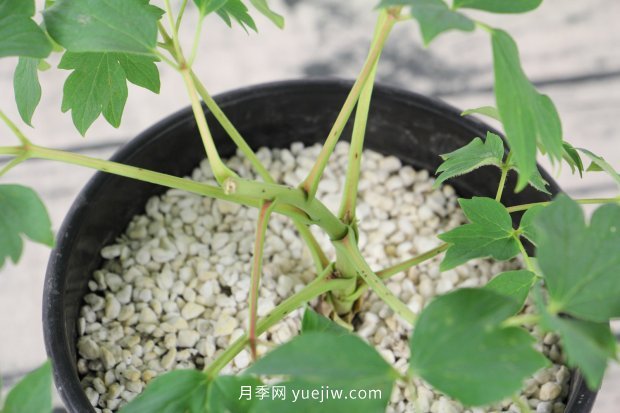 洛陽牡丹花什么時(shí)候開花(圖1)