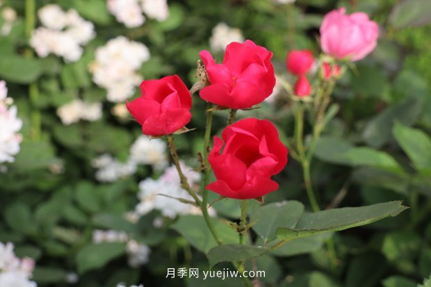 14個(gè)月季品種推薦，看一眼就中毒(圖6)