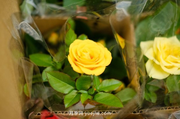 推薦10個花期***長的月季品種，留住月季的時間(圖9)
