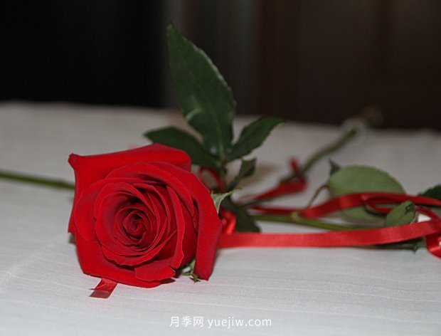 10個勤花抗病的優(yōu)秀月季品種推薦(圖2) 10個勤花抗病的優(yōu)秀月季品種推薦(圖2)