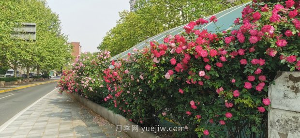 上海打造百條花道，屬于月季的***美賞花季來了(圖6)