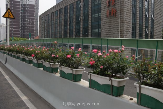 上海打造百條花道，屬于月季的***美賞花季來了(圖5)